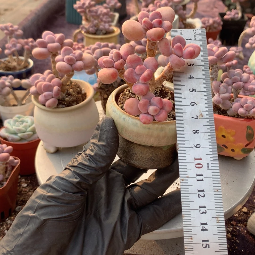 17号带盆偏远地区不包邮的