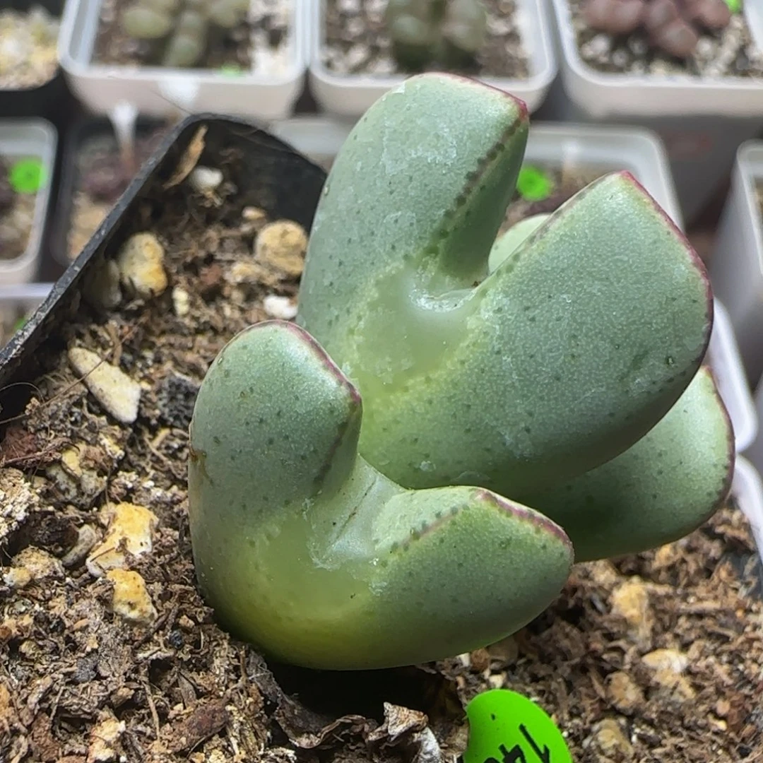 大眼睛少将多肉植物148