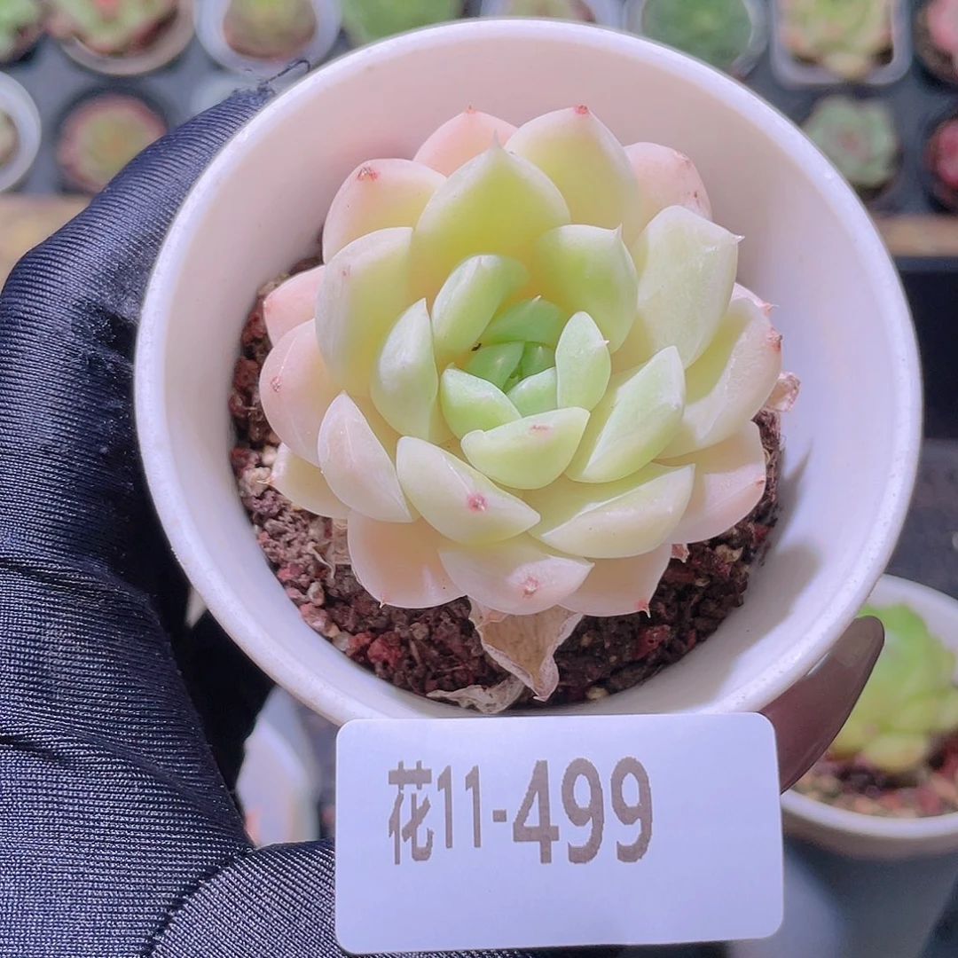 花利美11-499白冰雪女王