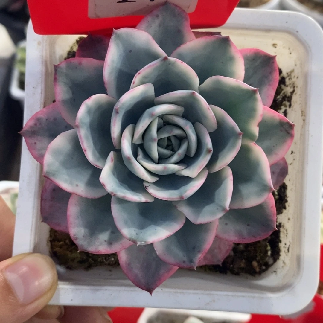21奶油黄桃锦多肉植物