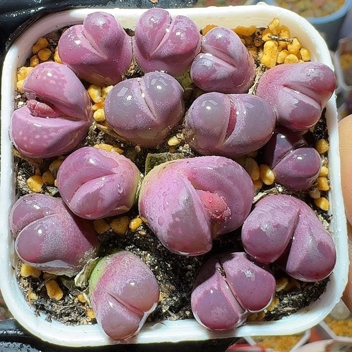 生石花1111222。    95