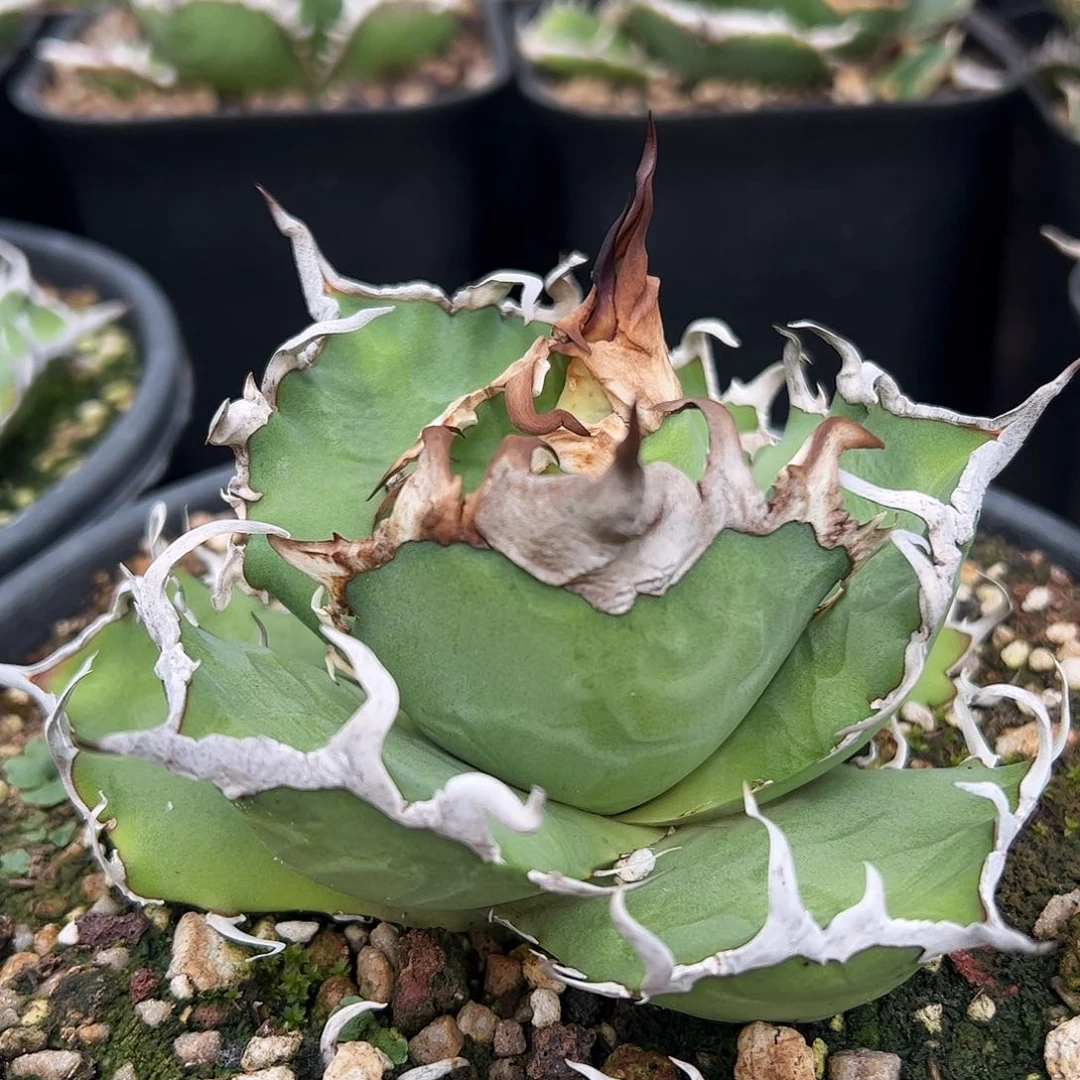 凯撒龙舌兰仁王冠