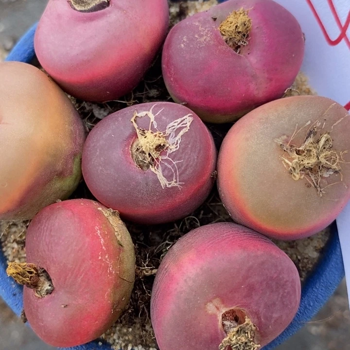 422冰魄一组一组