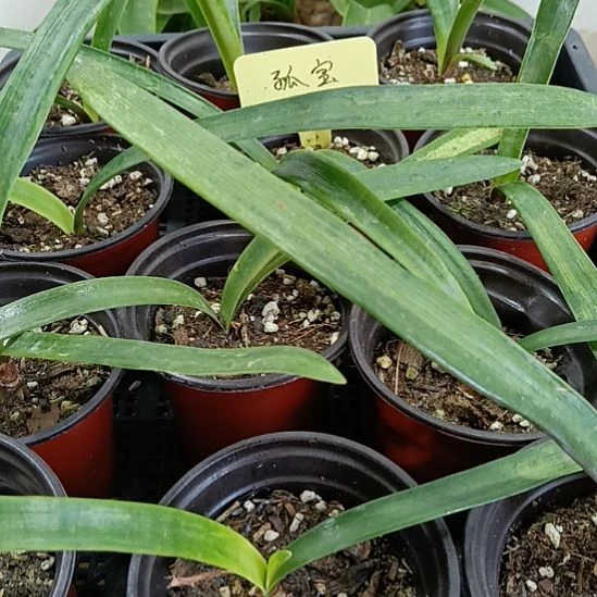 无花朵孤宝1+原盆原土发一个