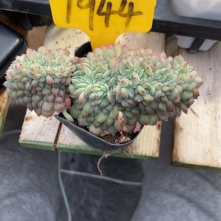 多肉植物冰魄缀1944