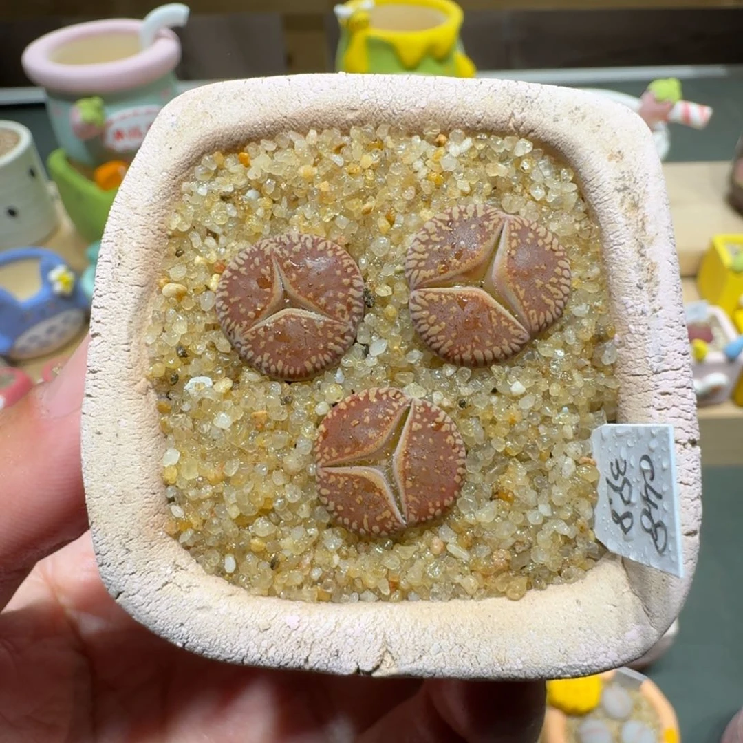 红陶蘑菇379日轮奔