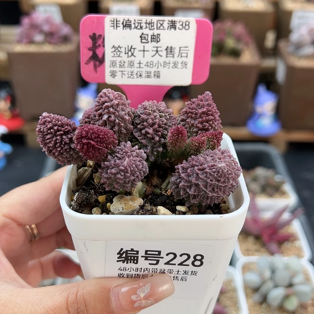 228朱紫玉多肉植物