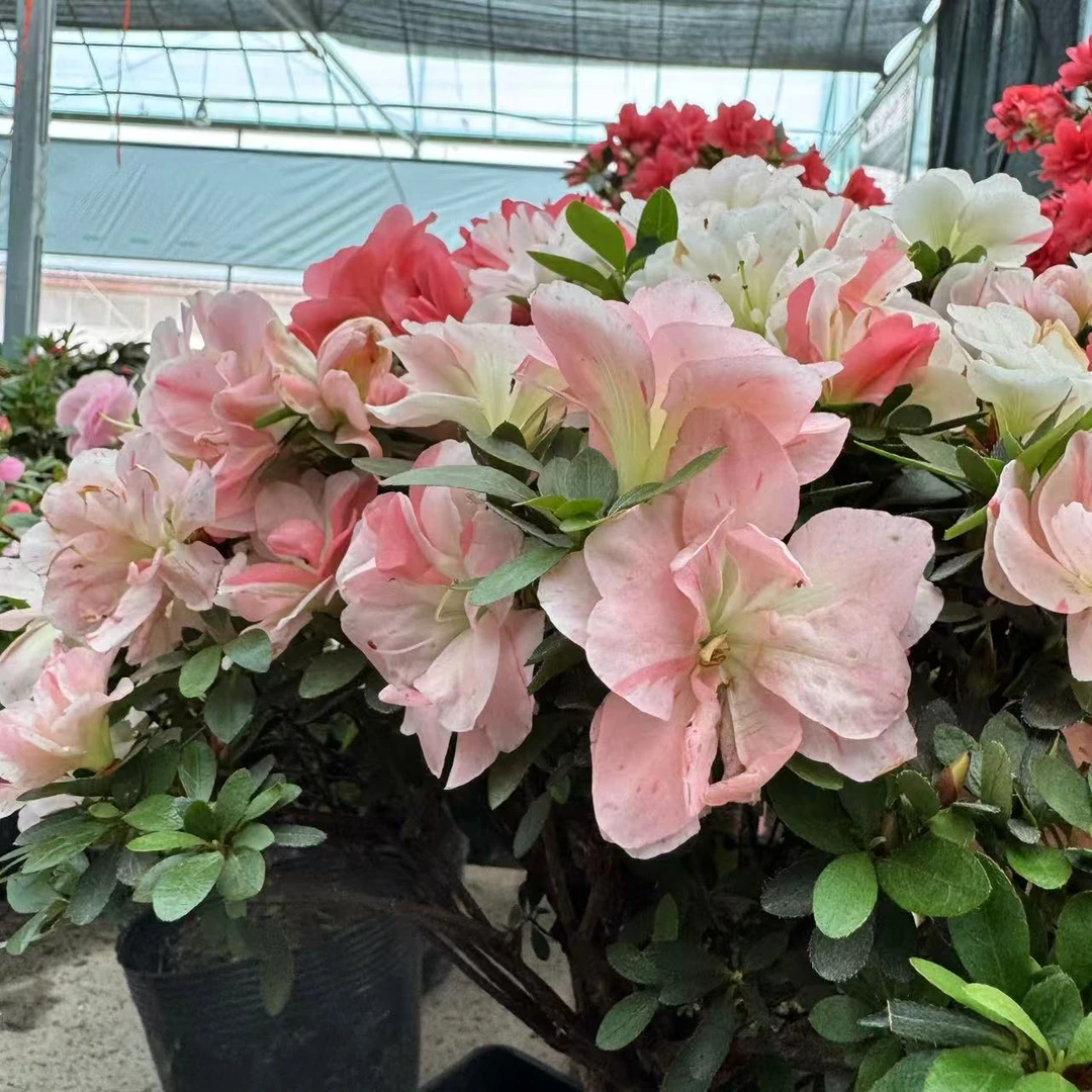 【小玉之舞】皋月杜鹃花盆栽花卉植物室内客厅阳台四季好养活美观