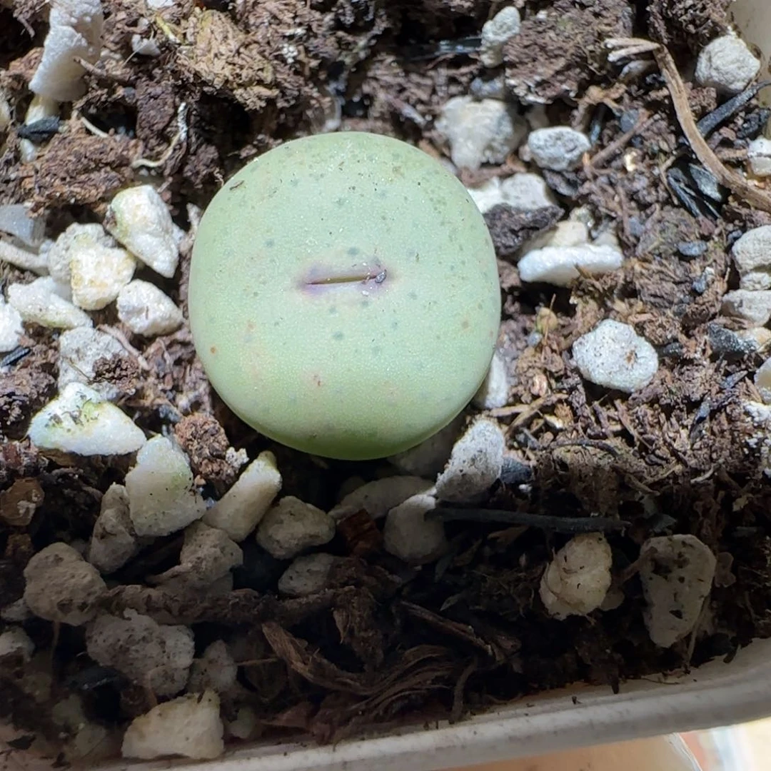 肉锥多肉植物百科4-杂交红嘴314