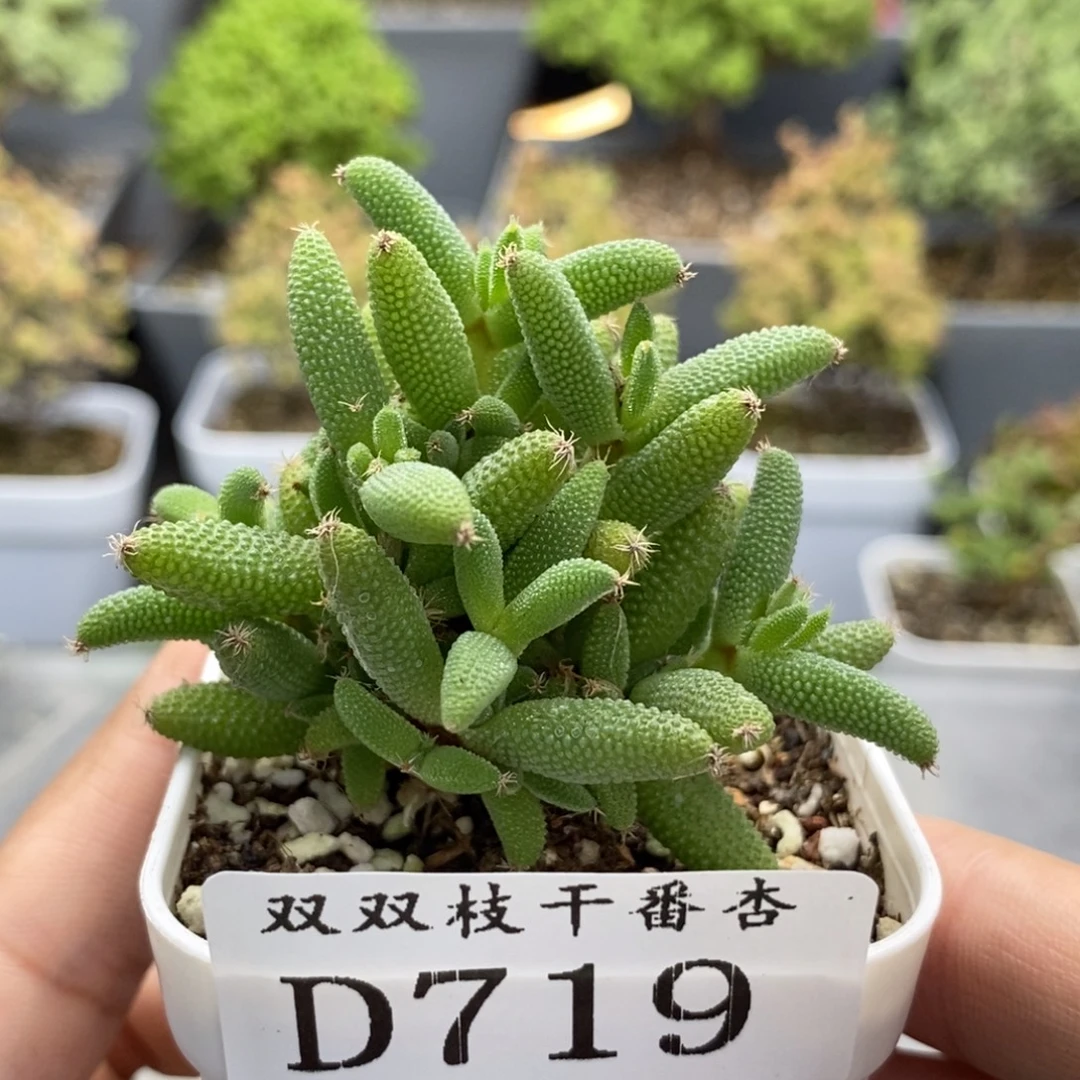719玉米。