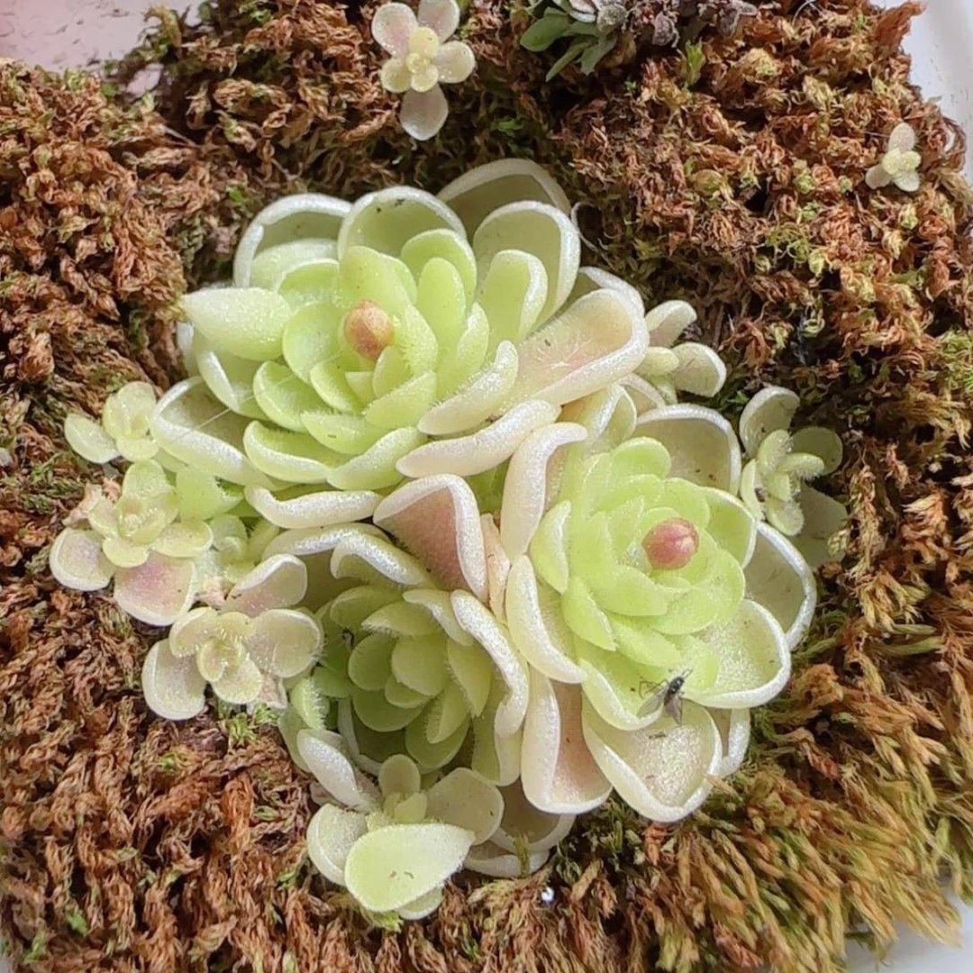 花语多肉0101-108爱丽丝