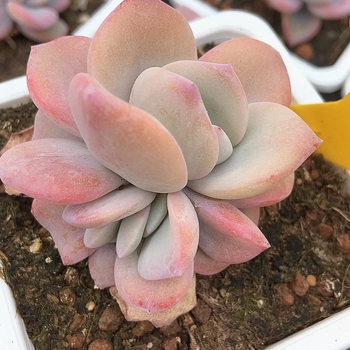 多肉植物奶茶622多肉