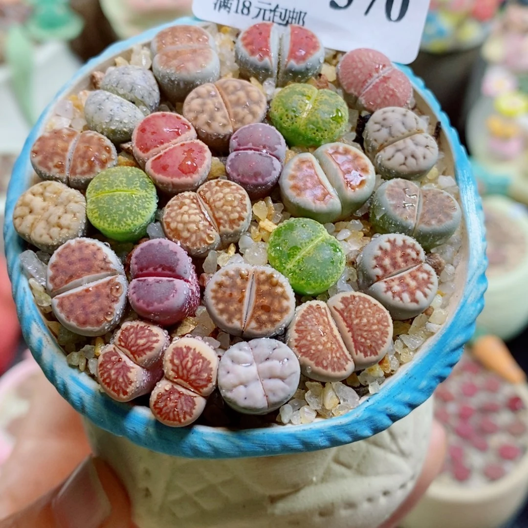 生石花花花哈哈哈哈哈哈370
