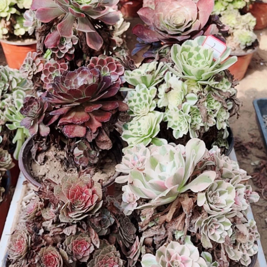 【闪购商品】无花朵空**音2号套6颗断枝不包