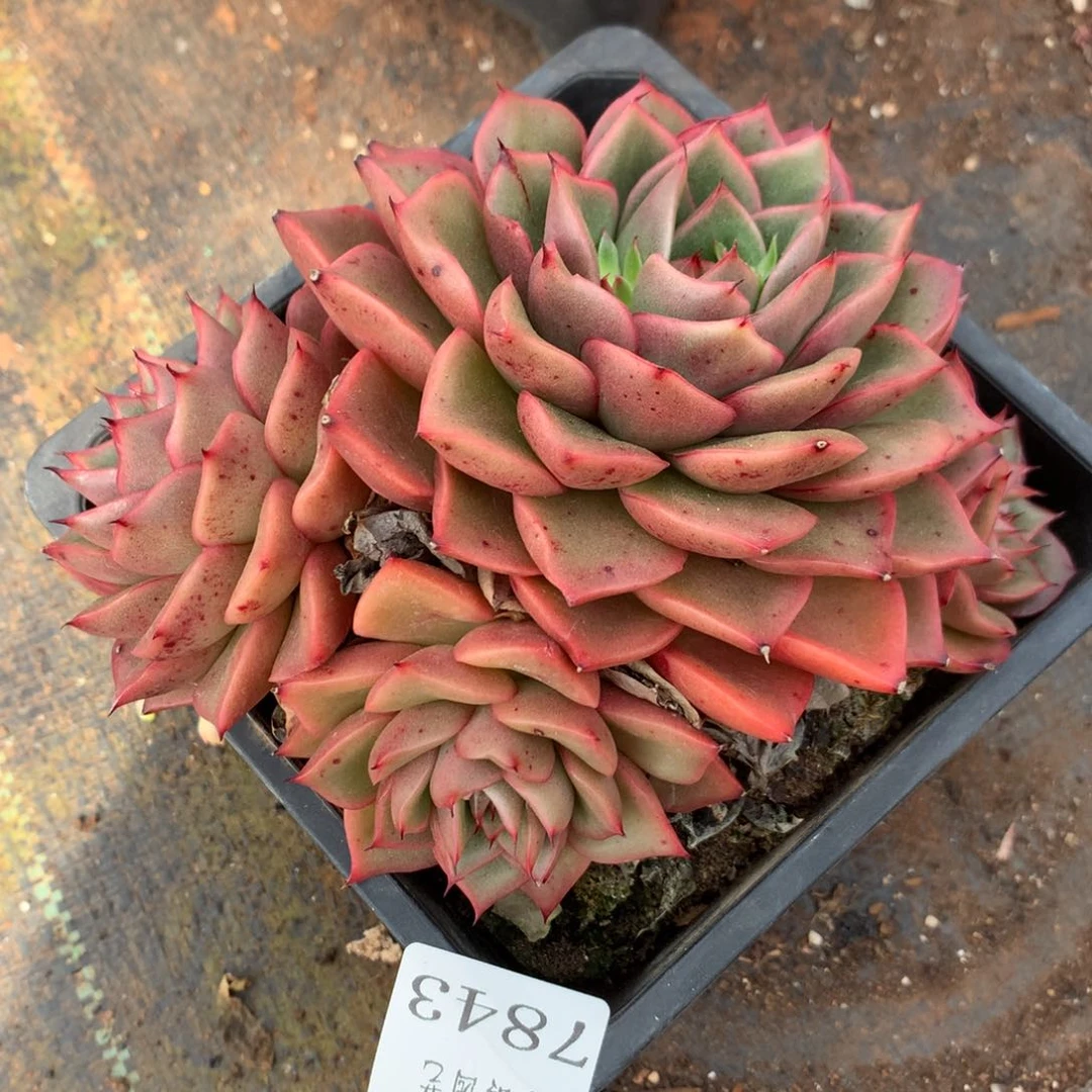 7843新年快乐发发发