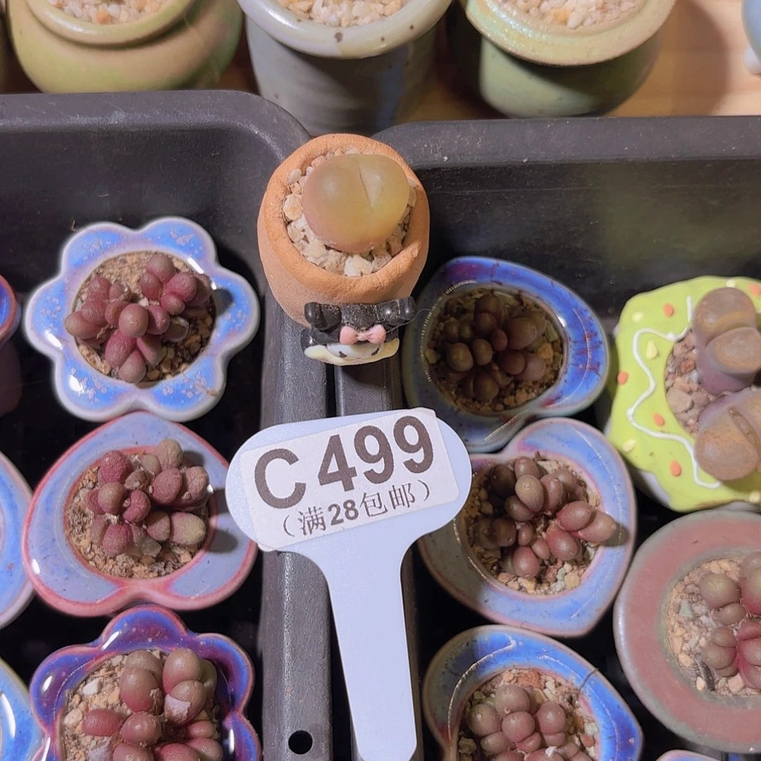 C499毛汗尼一物一拍