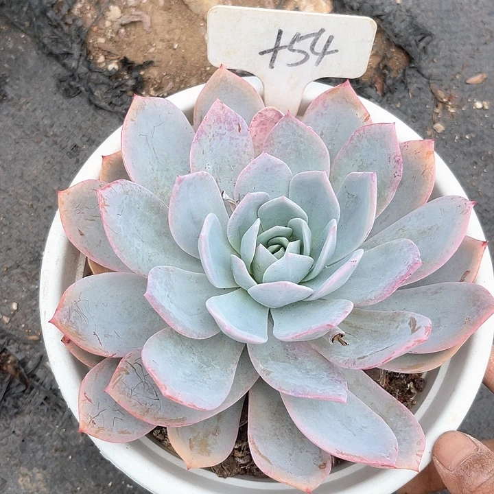 晨语多肉，一物一拍就是54