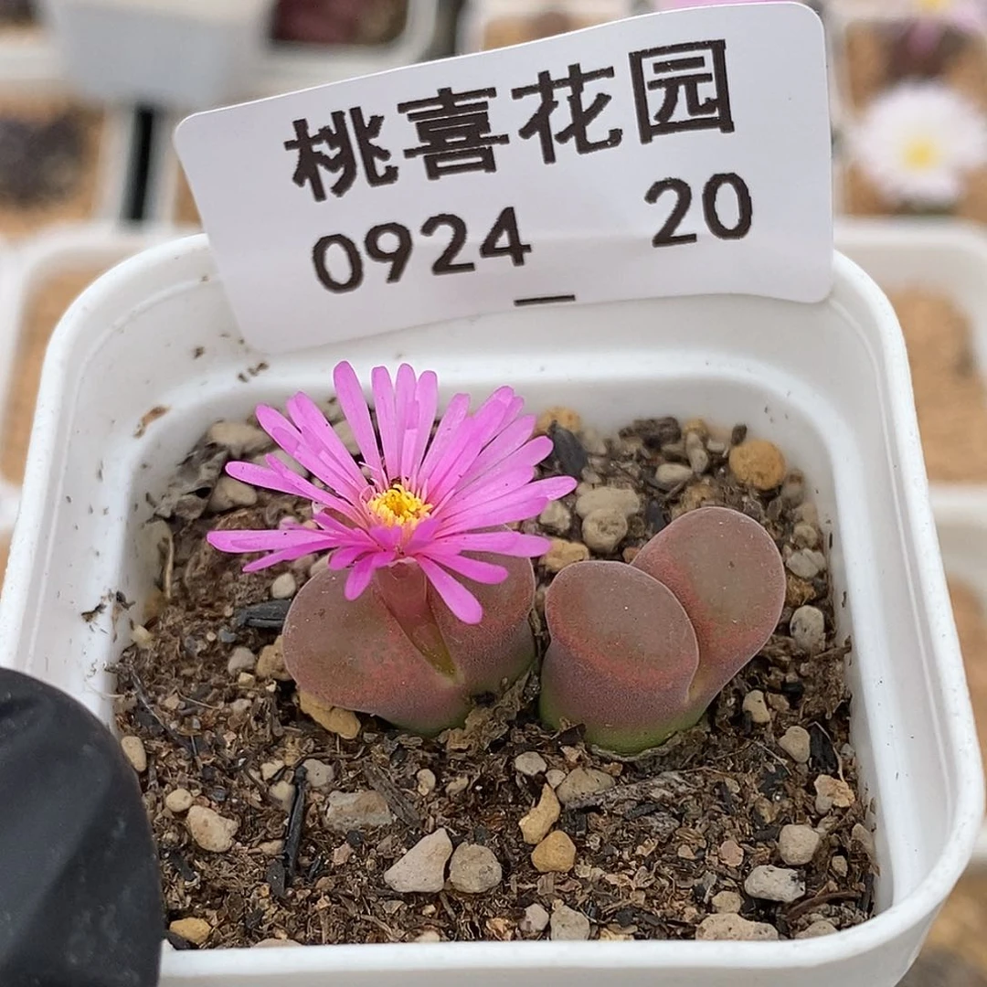 0924-20-粉风铃。
