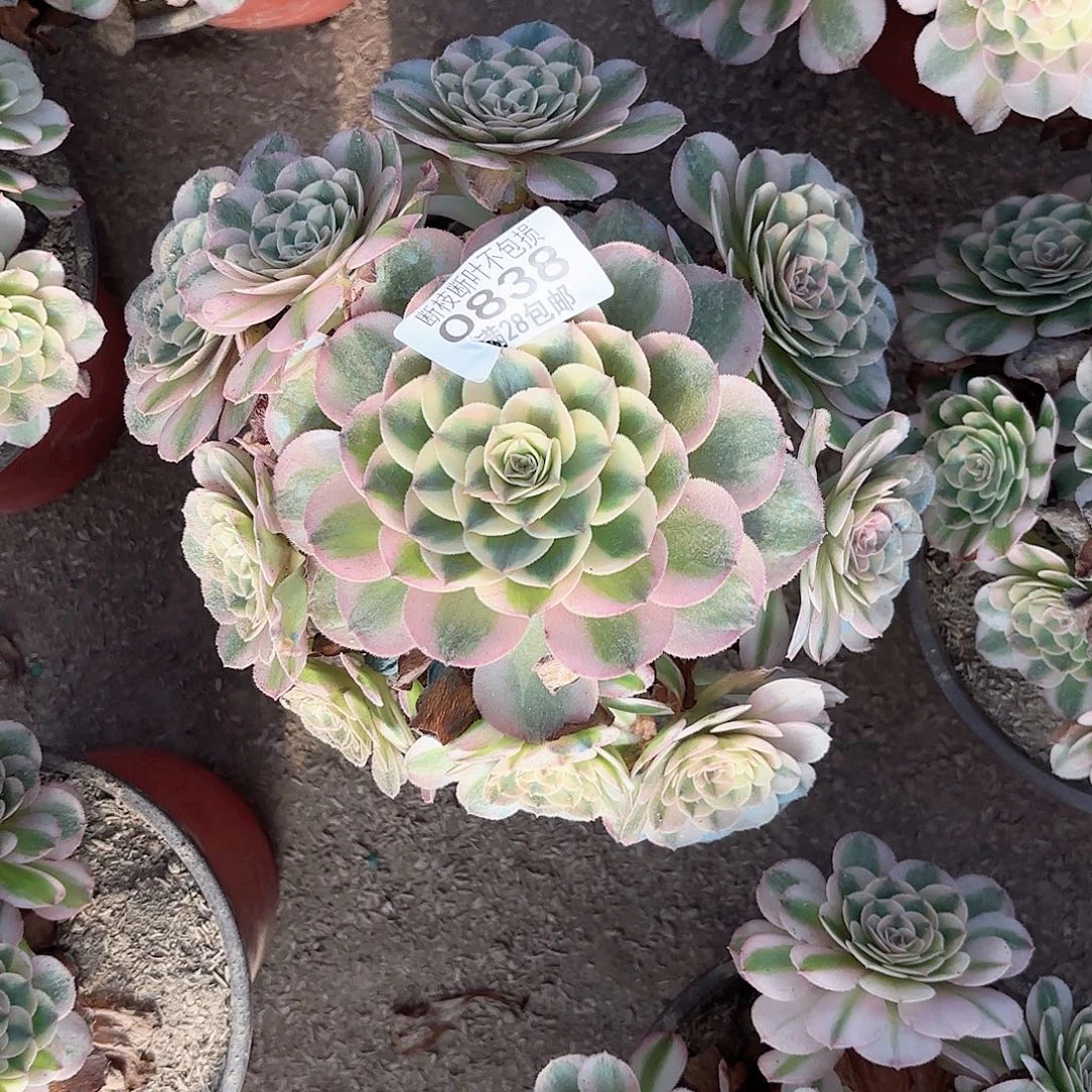 S. 838荔枝多肉1112