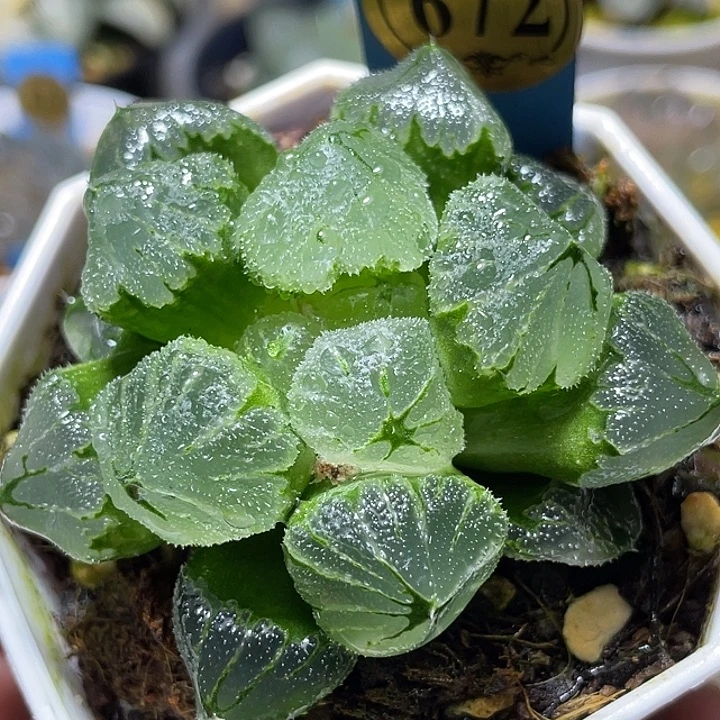 672冰墩墩特选福利