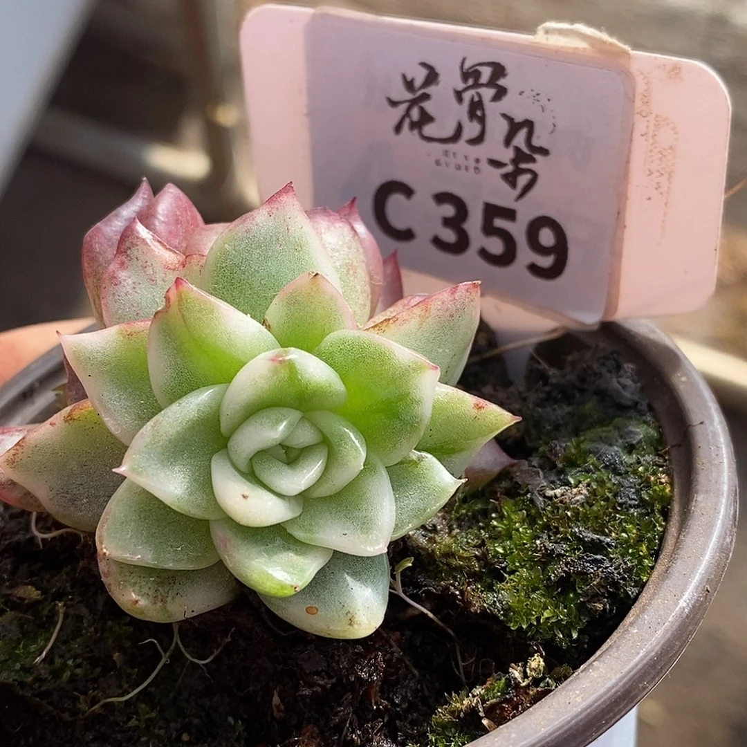 359东云杂哈哈哈哈哈