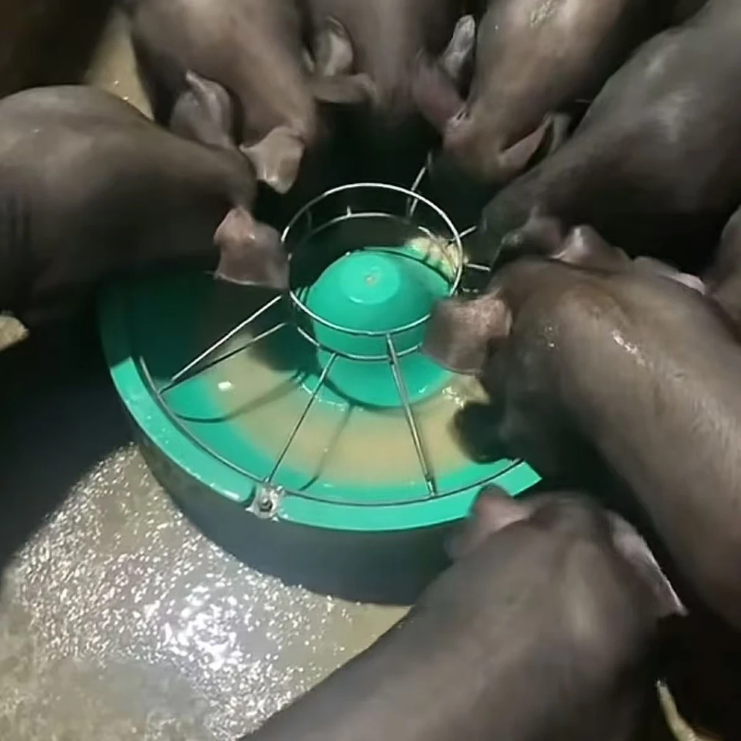 猪仔料槽保育猪太湖猪太白猪养殖猪场地