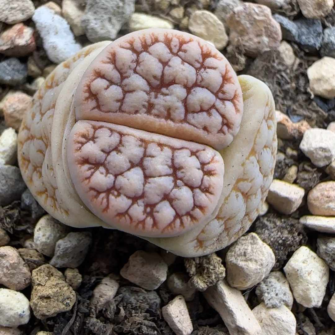 红纹睫毛189大棚直播