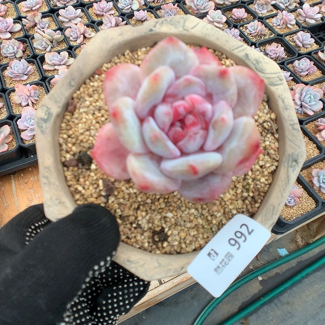 992糖心橙多肉植物666