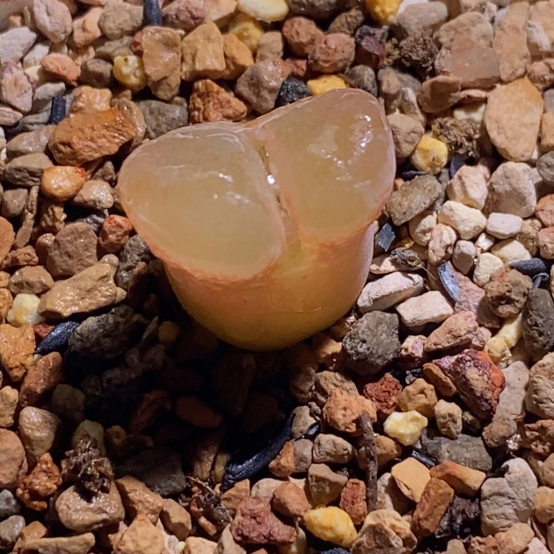 仙仙滴风铃仙仙滴风铃仙仙滴风铃