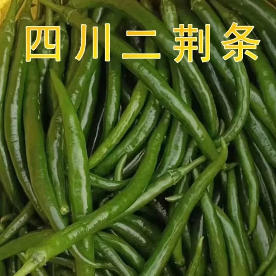 高山种植,新鲜现摘四川二荆条辣椒