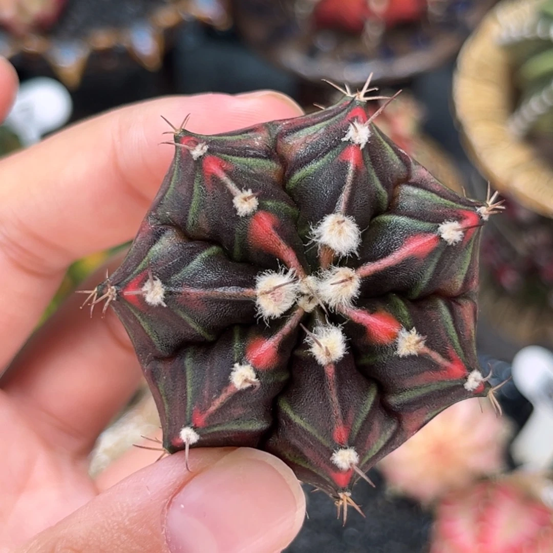 黑洞 米哈仙人球