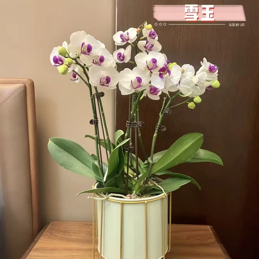 【雪玉】蝴蝶兰盆栽带花苞带花客厅室内观花植物好养活