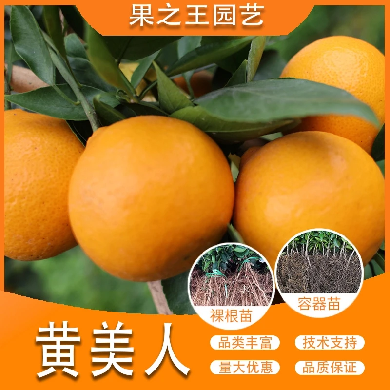 果之王【黄美人】爱媛68盆栽地栽正宗嫁接产量高好管南北耐寒柑橘苗