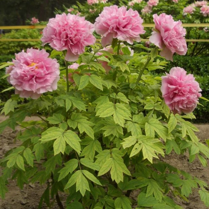 牡丹【玉芙蓉】先发花肥秋季发花苗10年老桩观赏牡丹菏泽基地直发