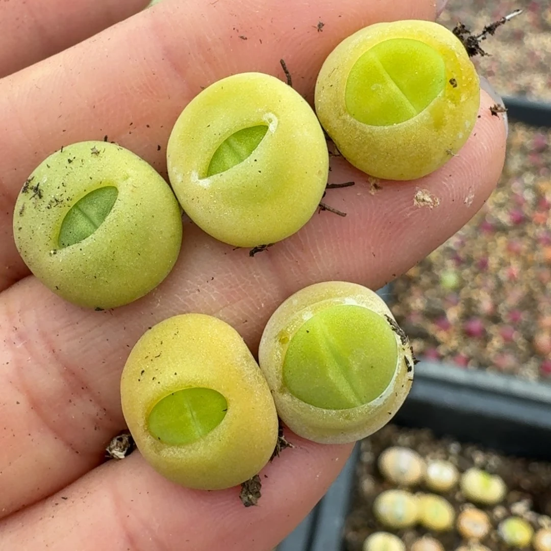 331五颗00000000000000