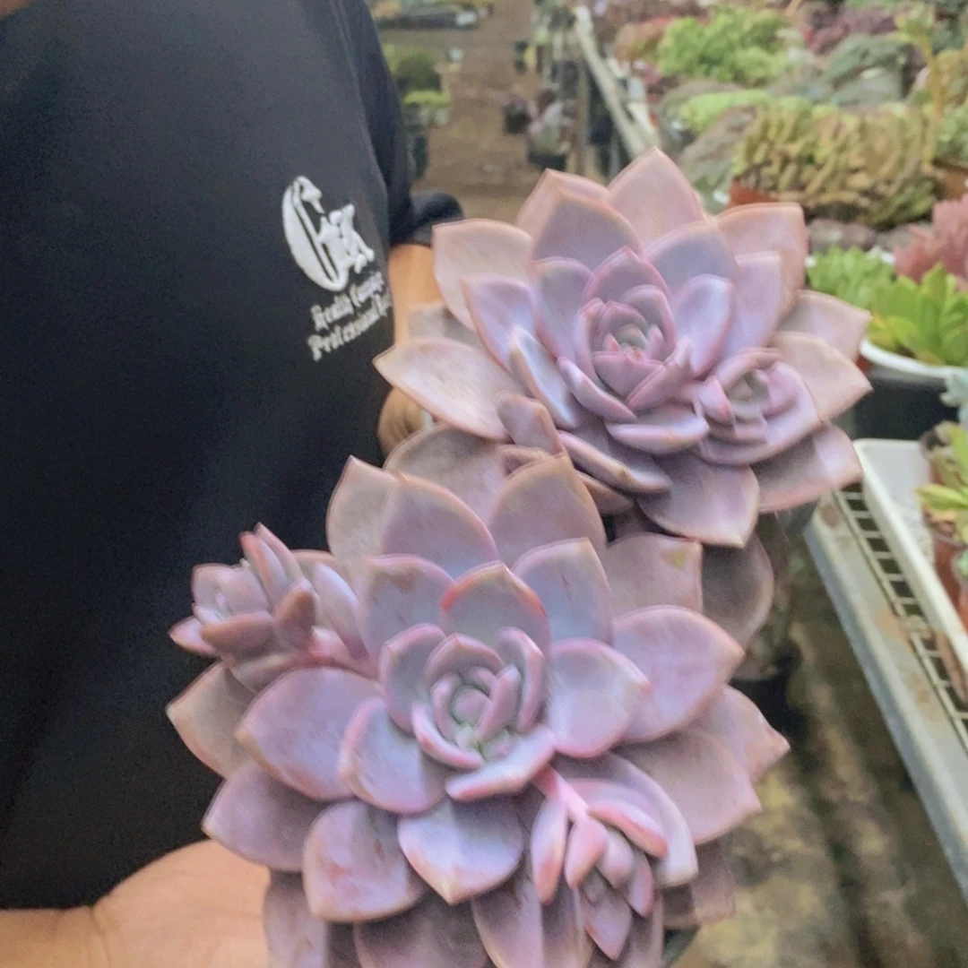 红茶大单头老桩两盆