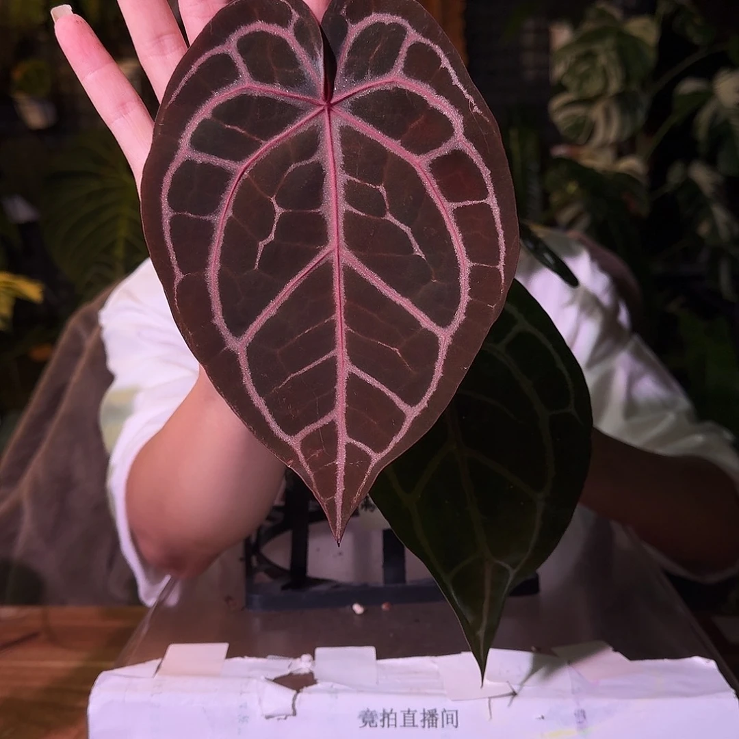 不开花植物G116红水晶f3