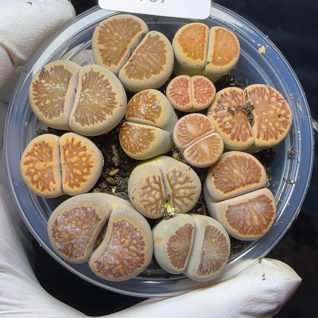 0969。默认脱土。18包邮。偏远88包邮