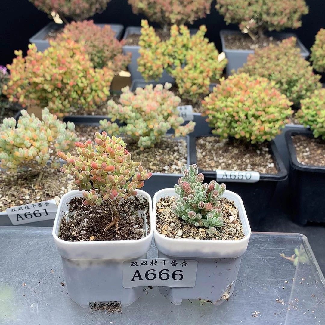 寒*666蜜橘冰晶。