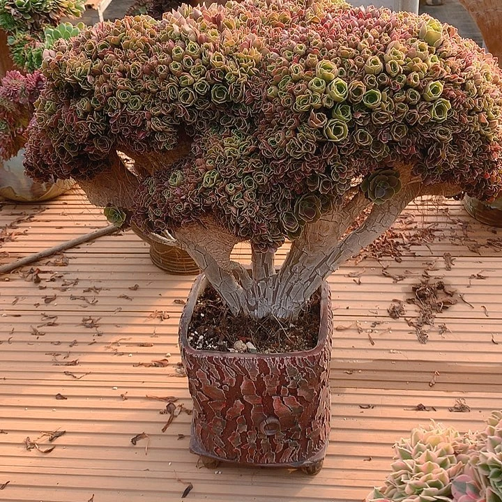 玫瑰朵朵脱土发个