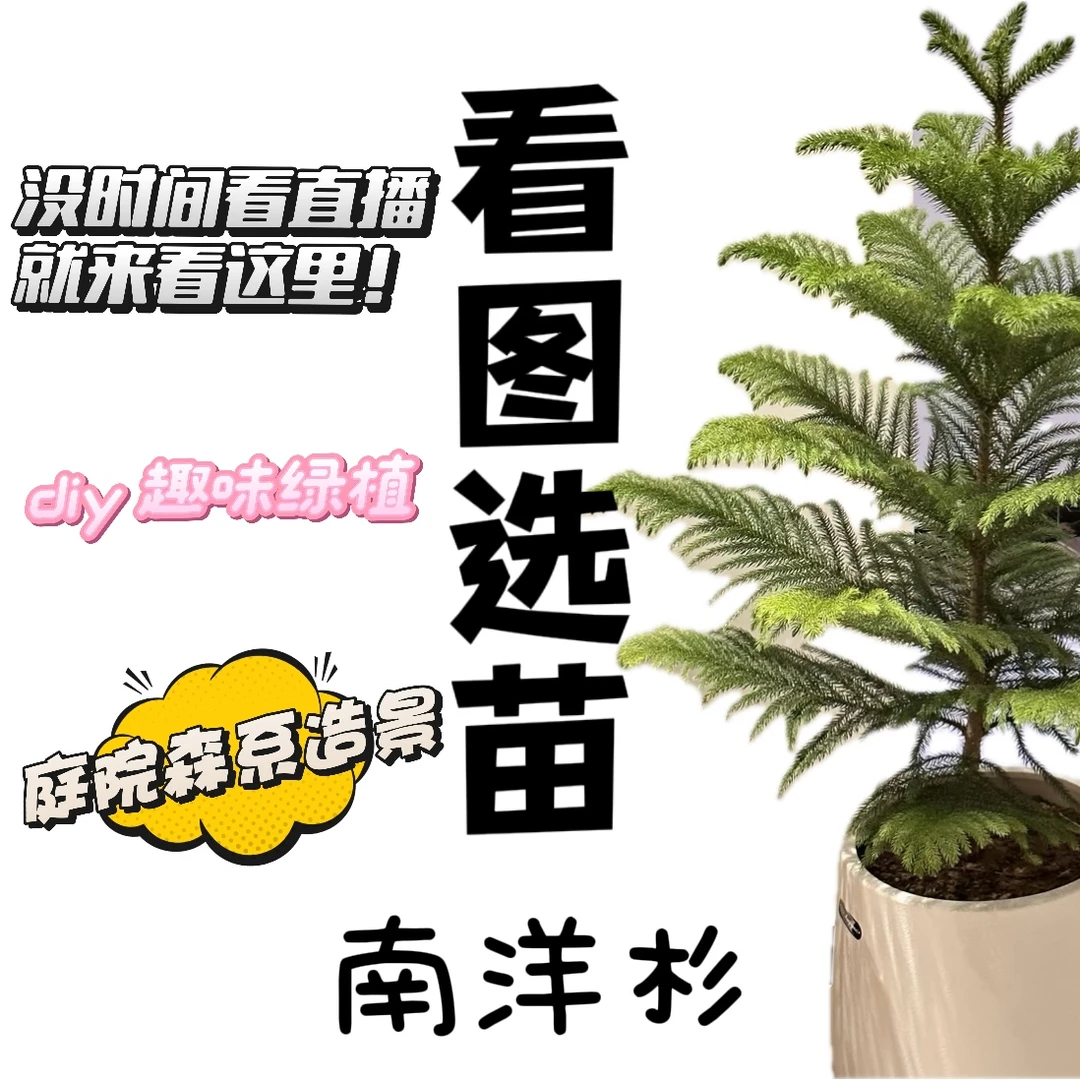 【看图选苗】南洋杉精挑款一物一选基地直发育苗袋发货