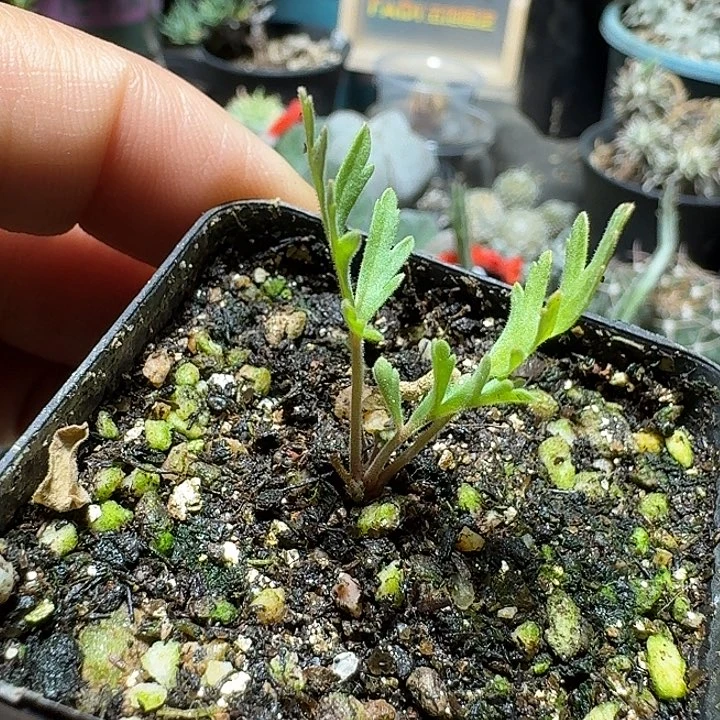 326香叶洋葵带盆发货