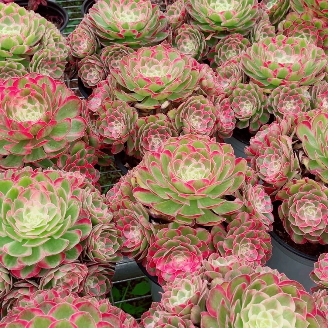 孔雀翎量拍多肉法师一个