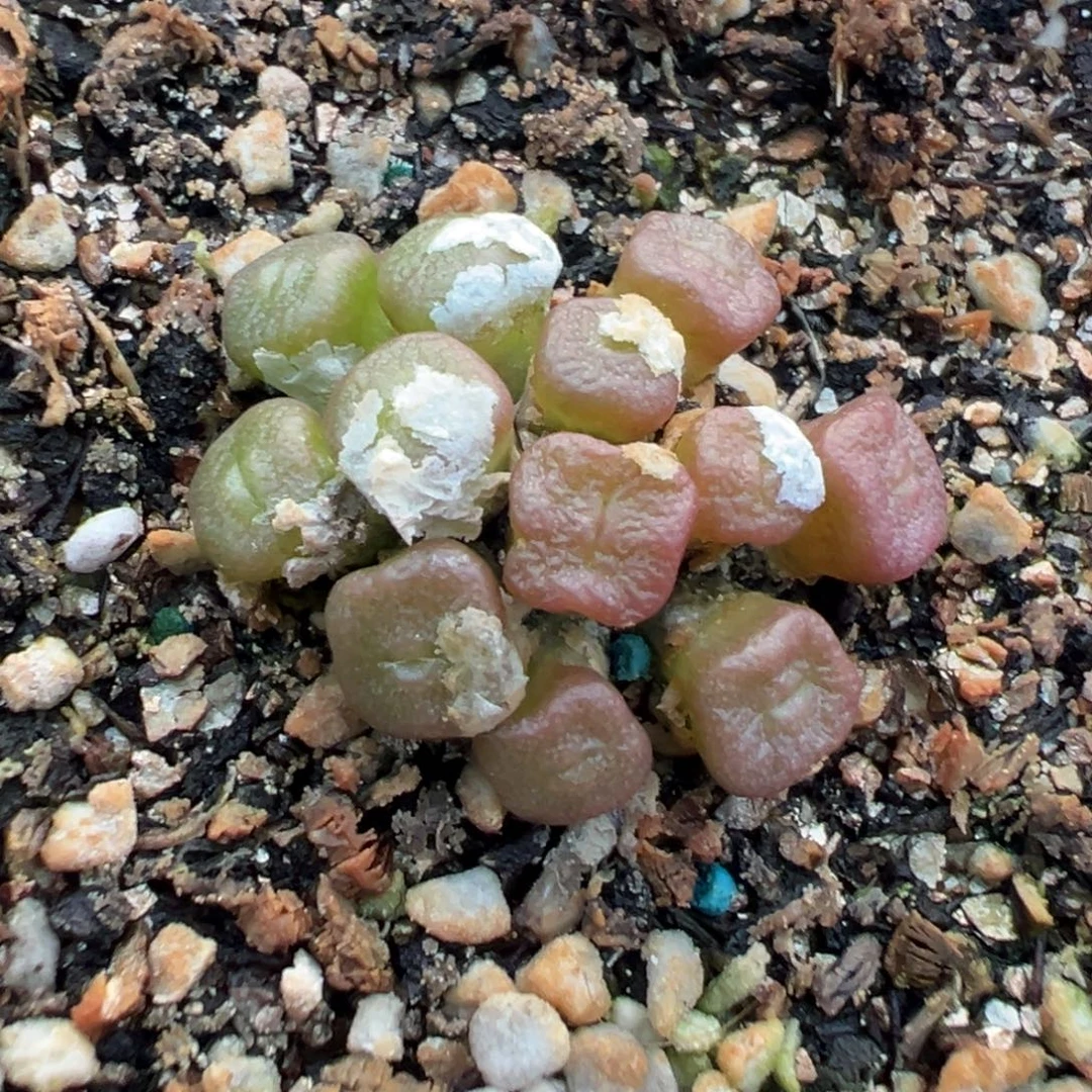 16-158肉锥多肉植物，