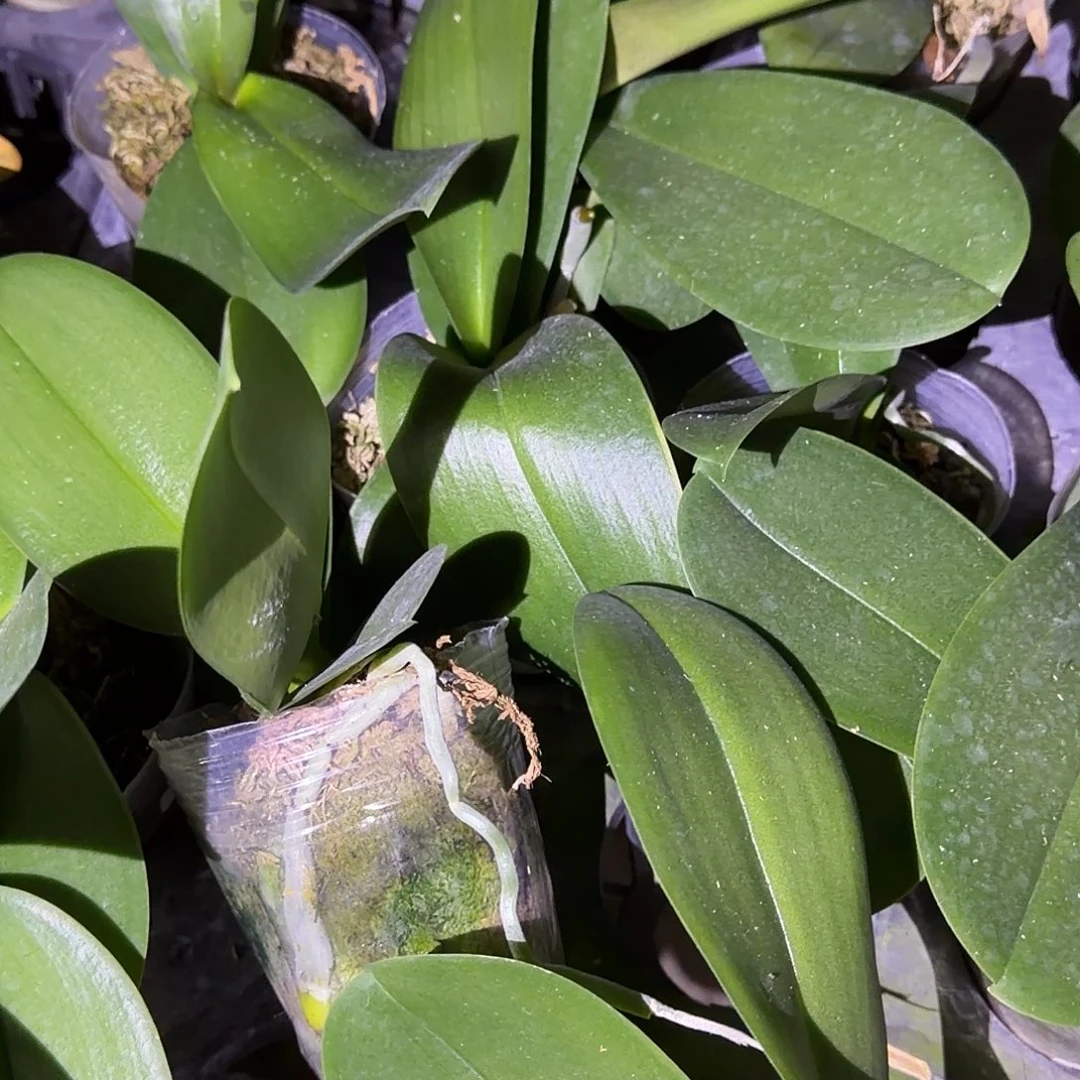 无花朵一千零一夜带梗