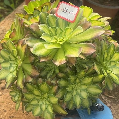 多肉韶华33不包断枝