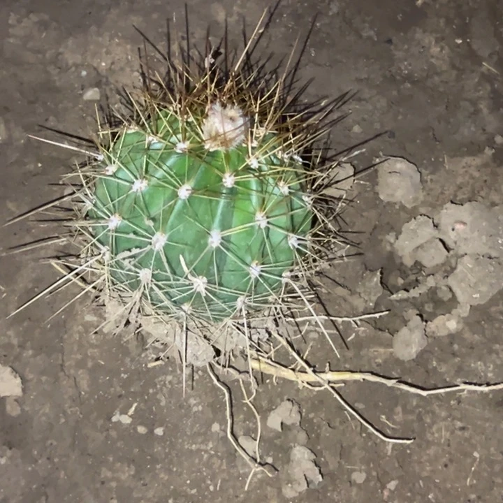 清清黄白菜根带花