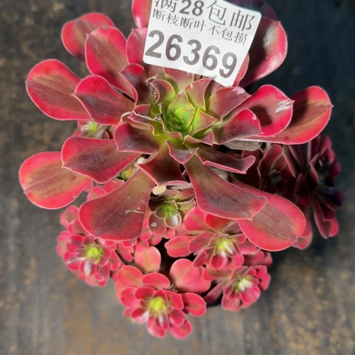 26369南美杜莎不包断枝