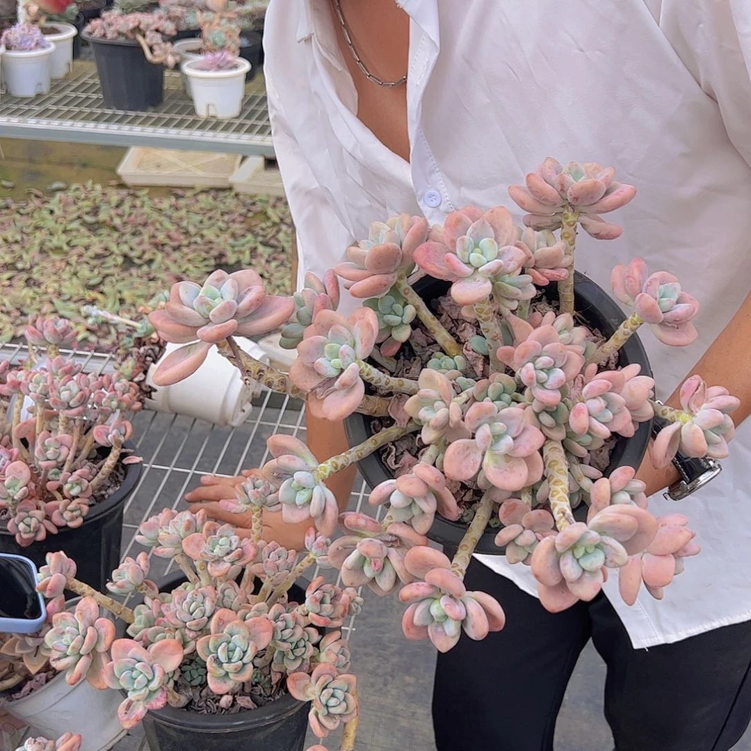 洛神   多肉植物