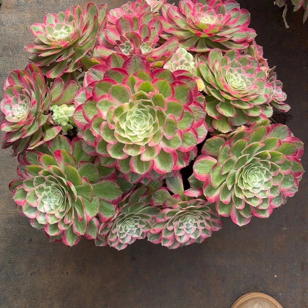 云南多肉植物孔雀翎